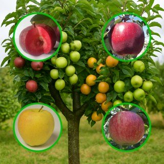 Багатосортова яблуня: Байя Маріса, Моді, Голден Делішес, Слава Переможцям