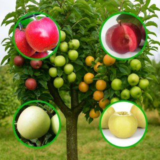 Багатосортова яблуня: Гала Шніга, Байя Маріса, Сніговий Кальвіль, Антонівка