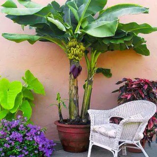 Банан кімнатний Київський Карлик