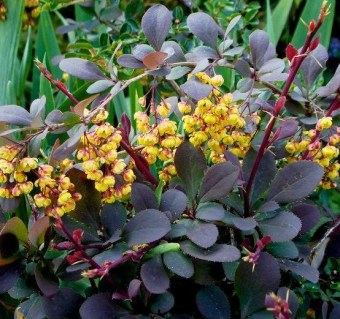 barbaris-ottavskiy-superba-e1543304226150