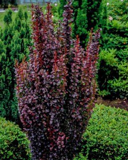 Барбарис Тунберга Ред Піллар (Red Pillar)