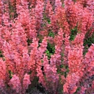 barbaris_Orange_Rocket_2