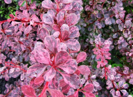 barbaris_pink_queen_04