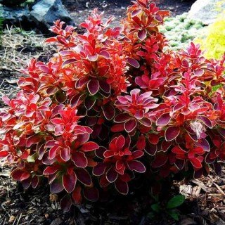 Барбарис Тунберга Короніта (Coronita)