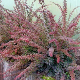 barbaris_tunberga_coronita_05