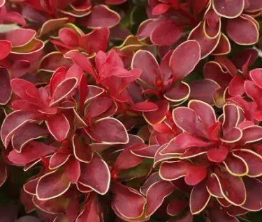 barbaris_tunberga_coronita_06