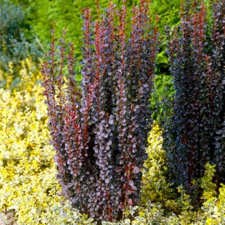 barberry_helmond_pillar_3