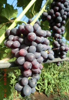 Виноград Бастра