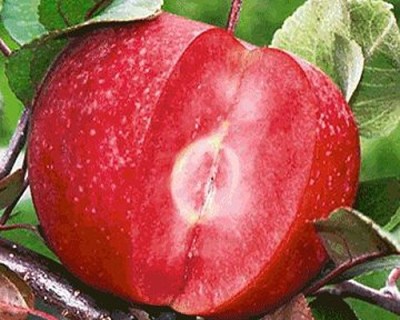 Яблуня червоном'яса Байя Маріса (Baya Marisa) [1-річна з відкритим коренем]