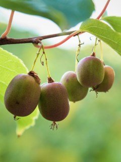 Актинідія аргута Байєр Ківі (Bayern kiwi)