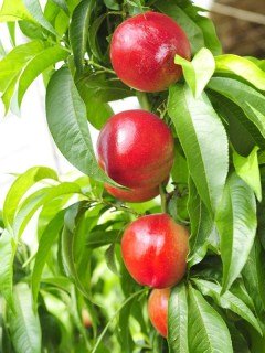 Нектарин колоновидний Соковитий [1-річний з відкритим коренем]