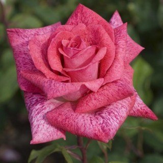 Троянда Пьер Карден (Pierre Cardin)