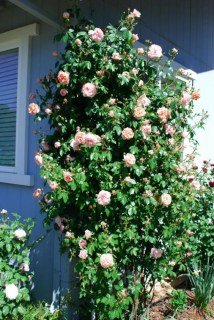 Троянда плетиста Колетт (Colette)