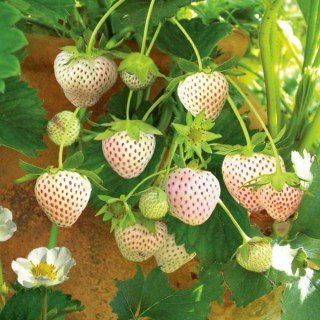 Полуниця Білий швед 