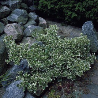 beresklet-forchuna-polzuchyj-pestrolystyj-emerald-gaiety