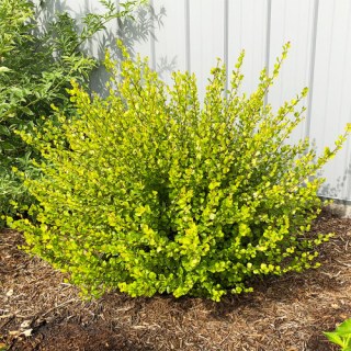 Береза карликова Голден Треже (Golden Treasure)