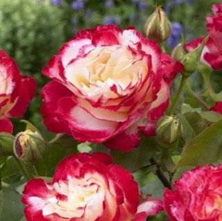 Троянда Дабл Делайт