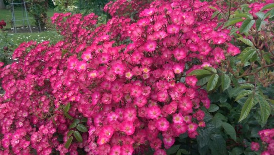 Троянда мускусна Біг Бенг (Big Bang) [контейнер 2л.]