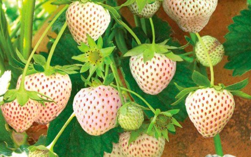 Полуниця Біла Ананасна Пайнберрі