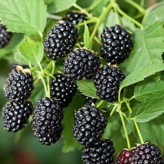 Ожина Блек Даймонд