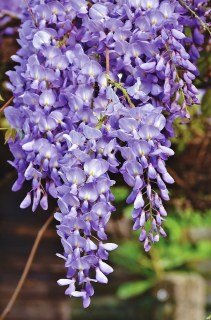 Гліцинія (Вістерія) Viola