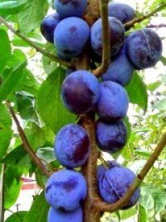 Слива Каліфорнія Блу Ерли [2-річна з відкритим коренем]