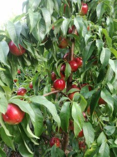 breskva-nektarina-ovogodisnji-urod-2019-slika-117973019