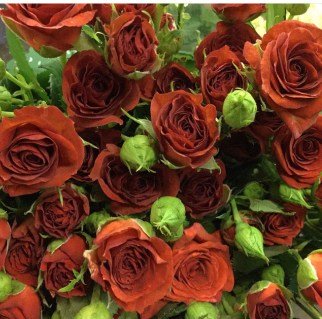  Троянда спрей Браун Шуга (Brown Sugar)