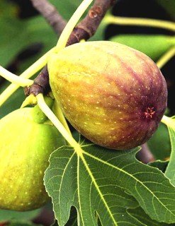 Інжир Брунсвік