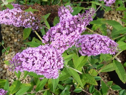 Буддлея Давида Папіллон Блю (Papillon Bleu)