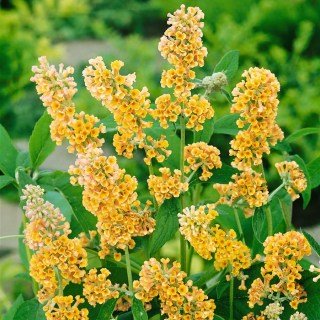 Буддлея Веєра Санголд (Weyeriana Sungold)