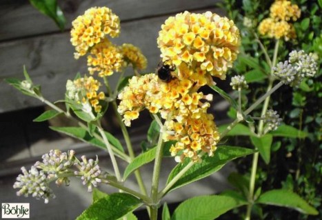 buddleia-wayeriana-sungold-3