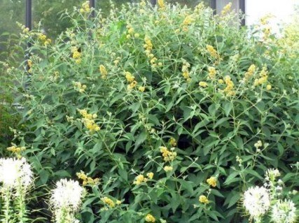 buddleia-wayeriana-sungold-4