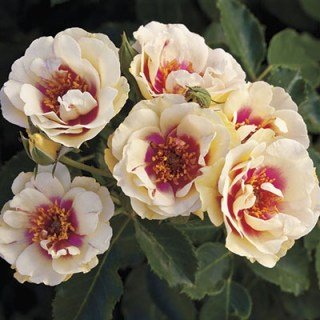 Троянда Буллз Ай (Bull's Eye)