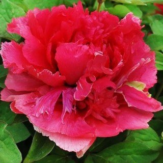 burning_colors_ni_hong_huan_cai