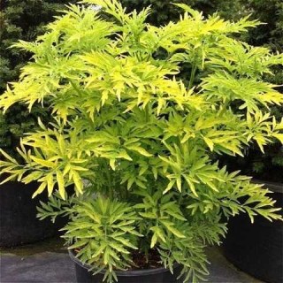 Бузина чорна Голден Тауер (GoldenTower)