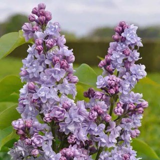 Бузок Моріс де Вільморен (Maurice de Vilmorin) 