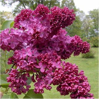 Бузок Полтава [2х річний, щеплений, відкрита коренева система]