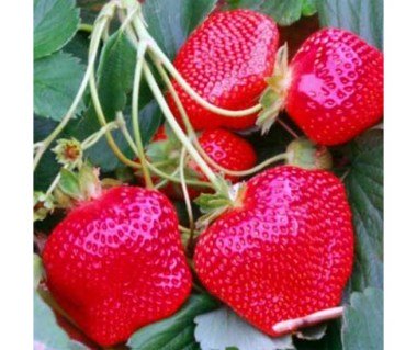  Полуниця Референта