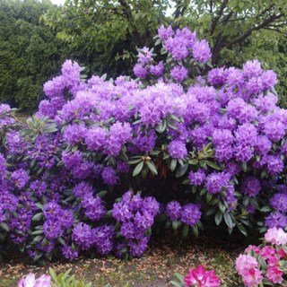 Рододендрон кетевбінський Грандіфлорум (Catawbiense Grandiflorum)