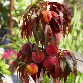 Персик червонолистний колоновидний Бургунді [1-річний з відкритим коренем]