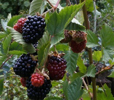 c9cf08f3-6e43-11e8-a40a-9814706e8a36