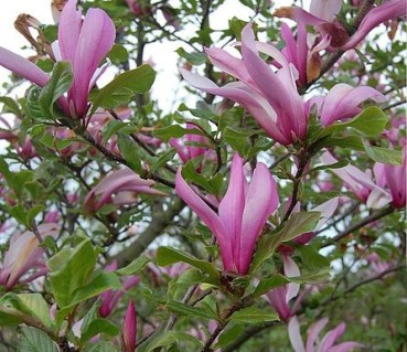 Магнолия Орхидея (Orchid)