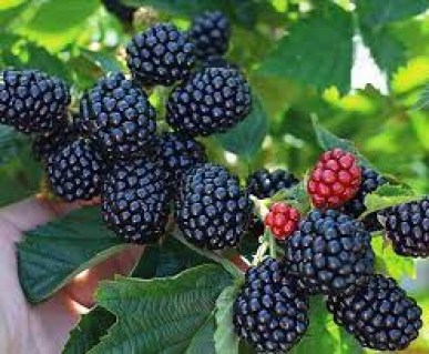 Ожина Кеддо (Caddo)