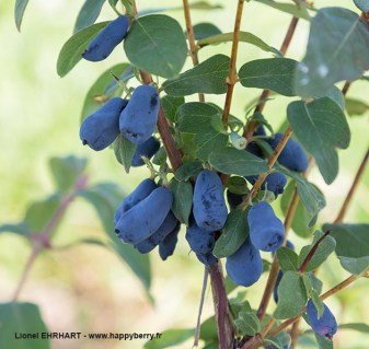 camerisier-borealbeast1