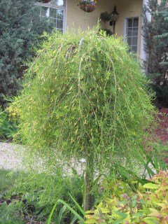 caragana-arborescens-walker