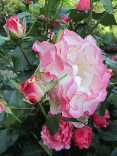 Троянда флорібунда Карманьйола (Carmagnole)