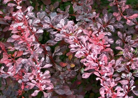 Барбарис Тунберга Арлекин (Harlequin) • саженцы в Украине