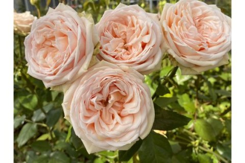 cc96811886d87d790214c45d5125ad58