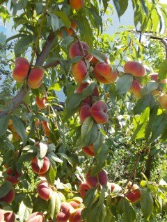 cef89455bd89e3d5e8e6a881a0cce96f